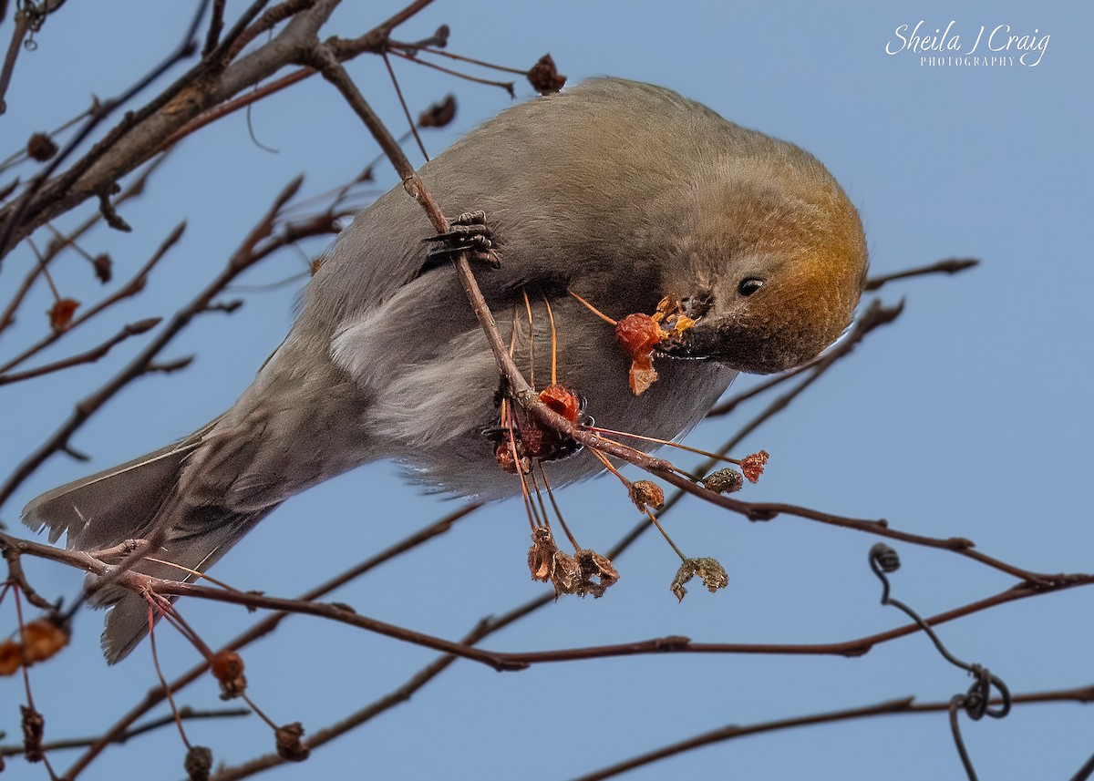 Pinu-gailupa - ML646984724