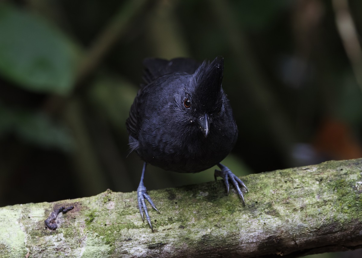 Tufted Antshrike - ML646984726