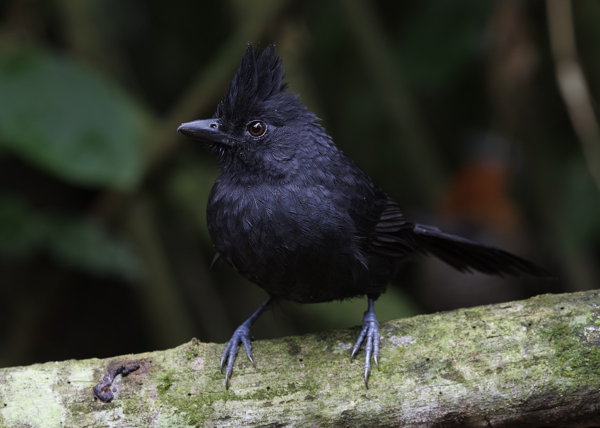 Tufted Antshrike - ML646984727