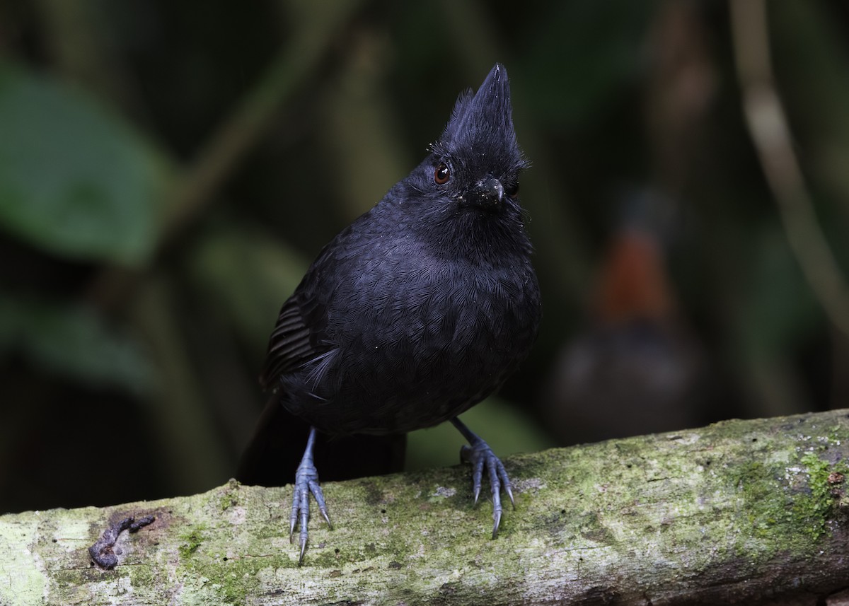 Tufted Antshrike - ML646984728