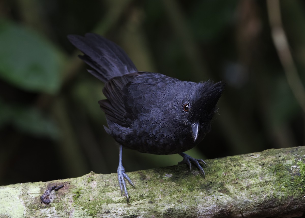 Tufted Antshrike - ML646984729