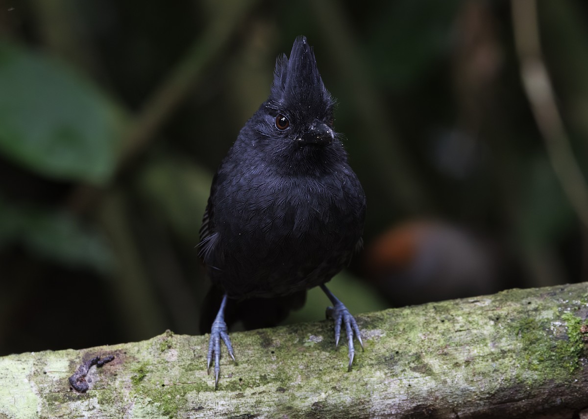 Tufted Antshrike - ML646984730