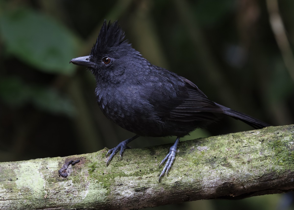 Tufted Antshrike - ML646984731