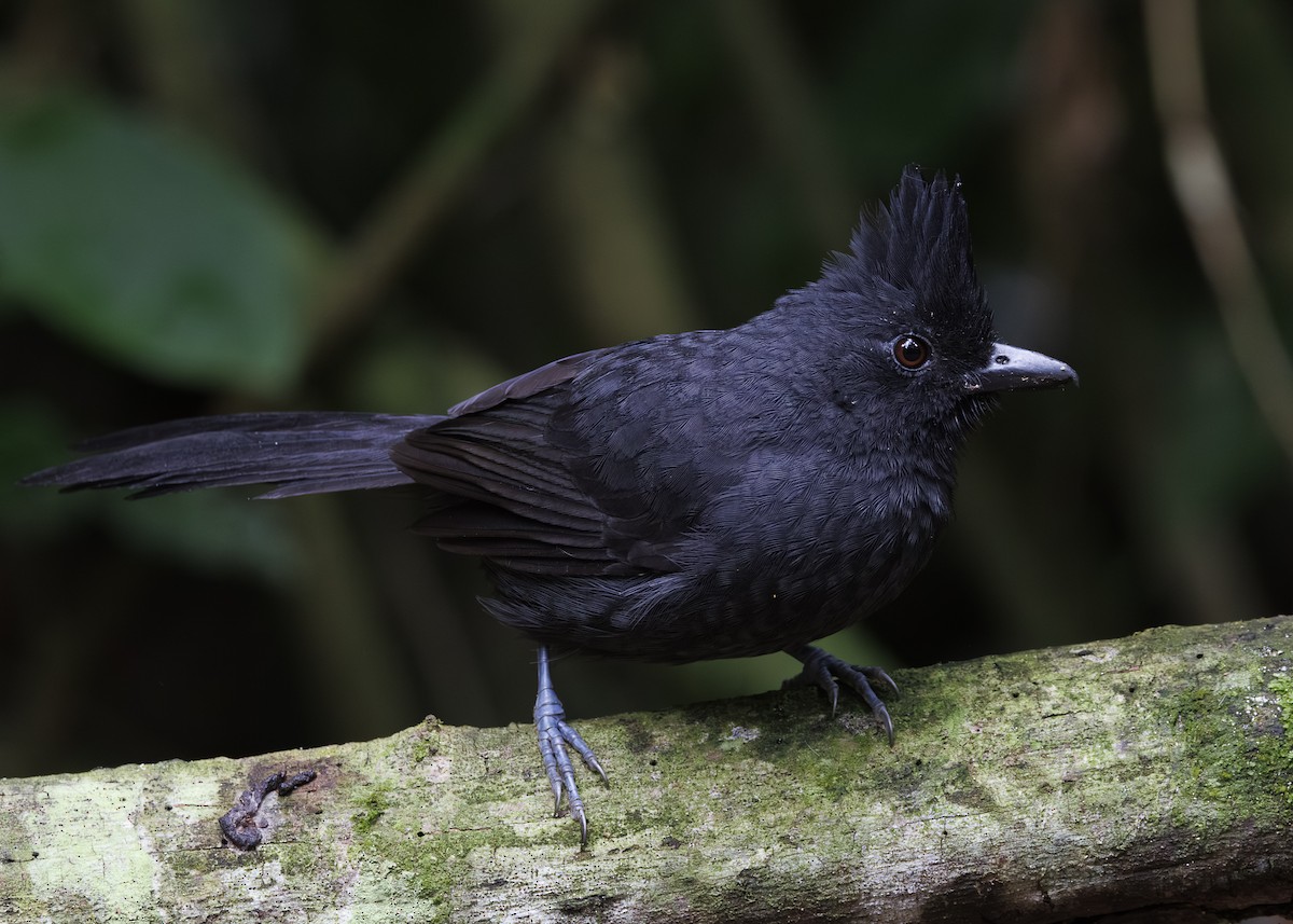 Tufted Antshrike - ML646984732
