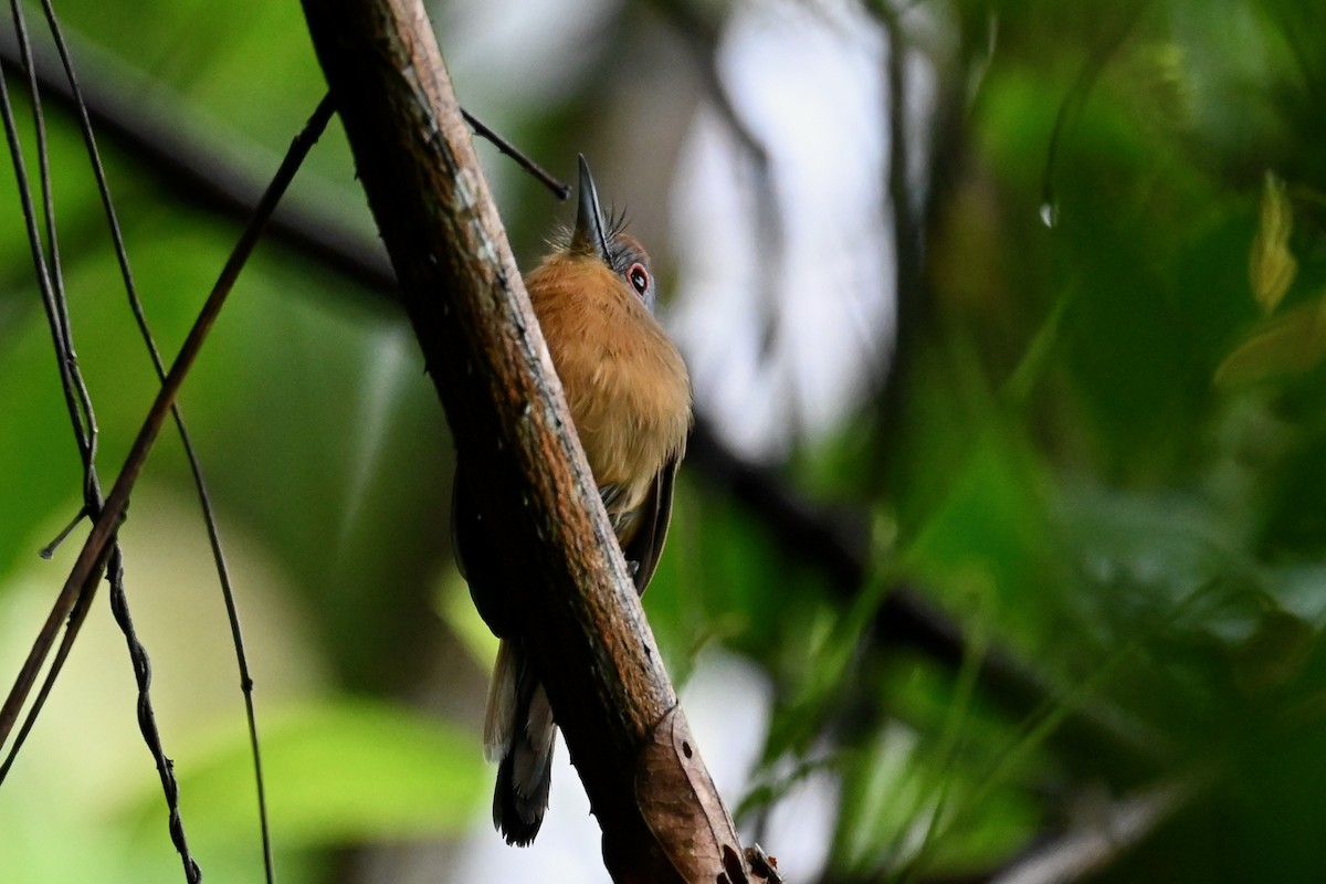 Лінивка-коротун сіродзьоба - ML646984733