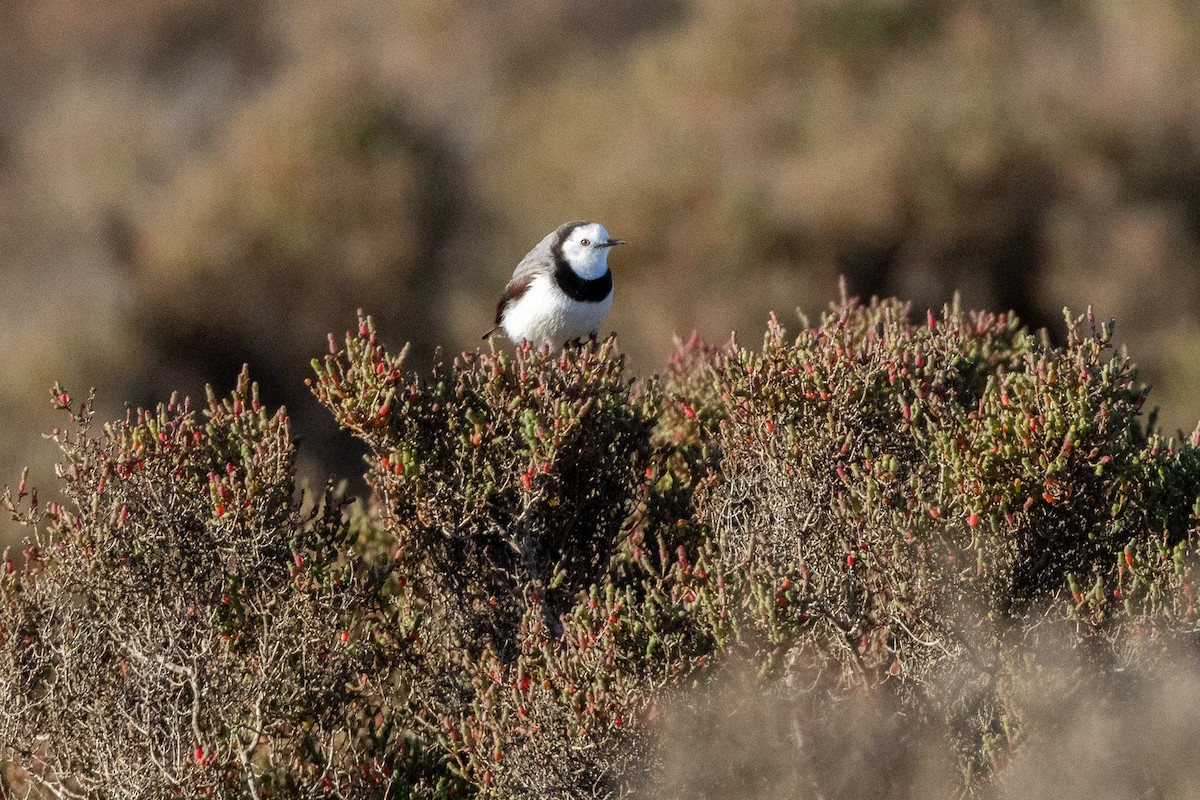 White-fronted Chat - ML646984737