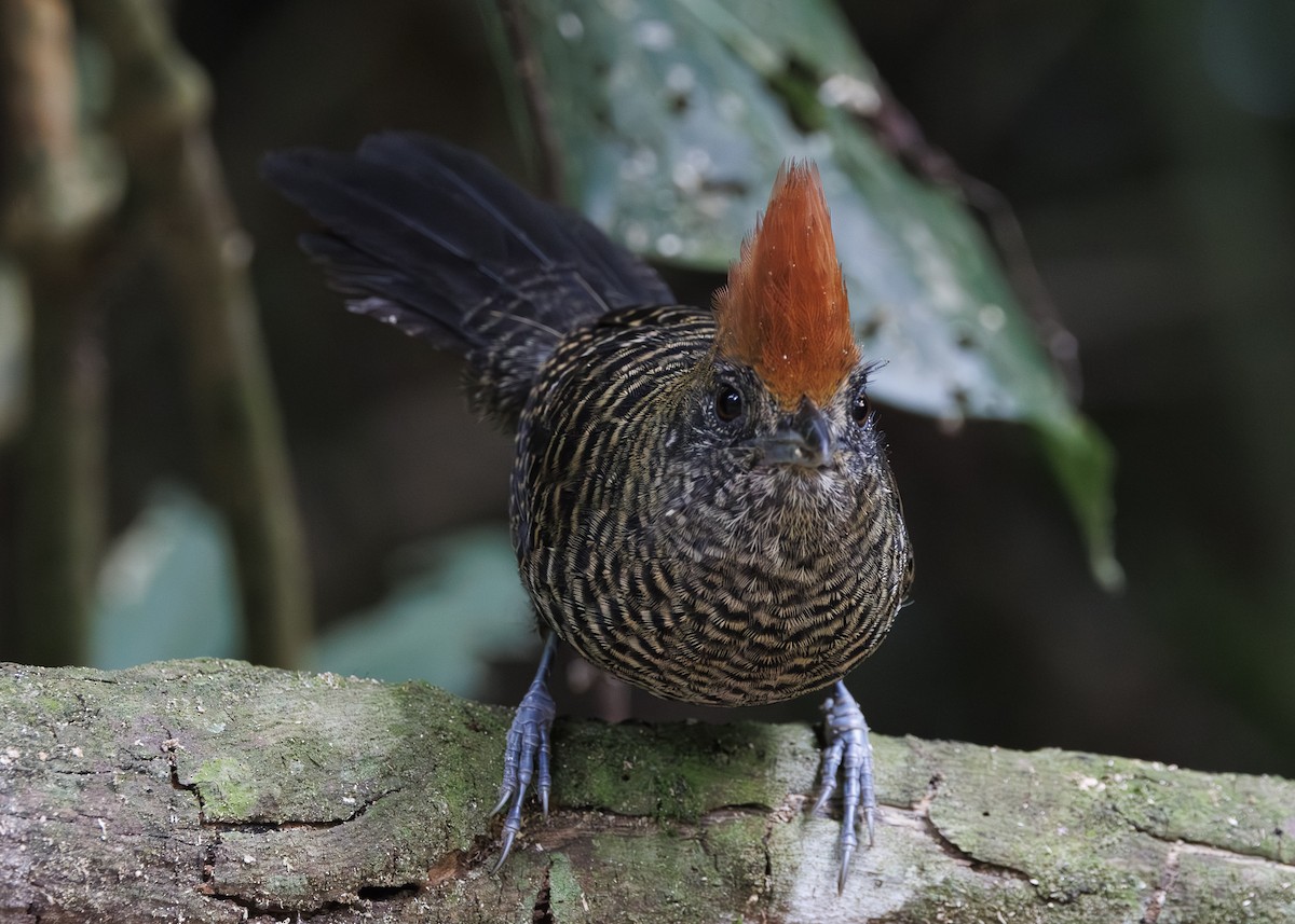 Tufted Antshrike - ML646984742