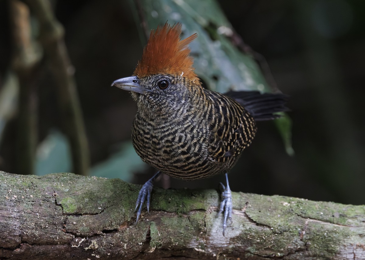Tufted Antshrike - ML646984743