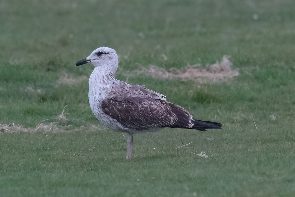 Zafferano - ML646984744