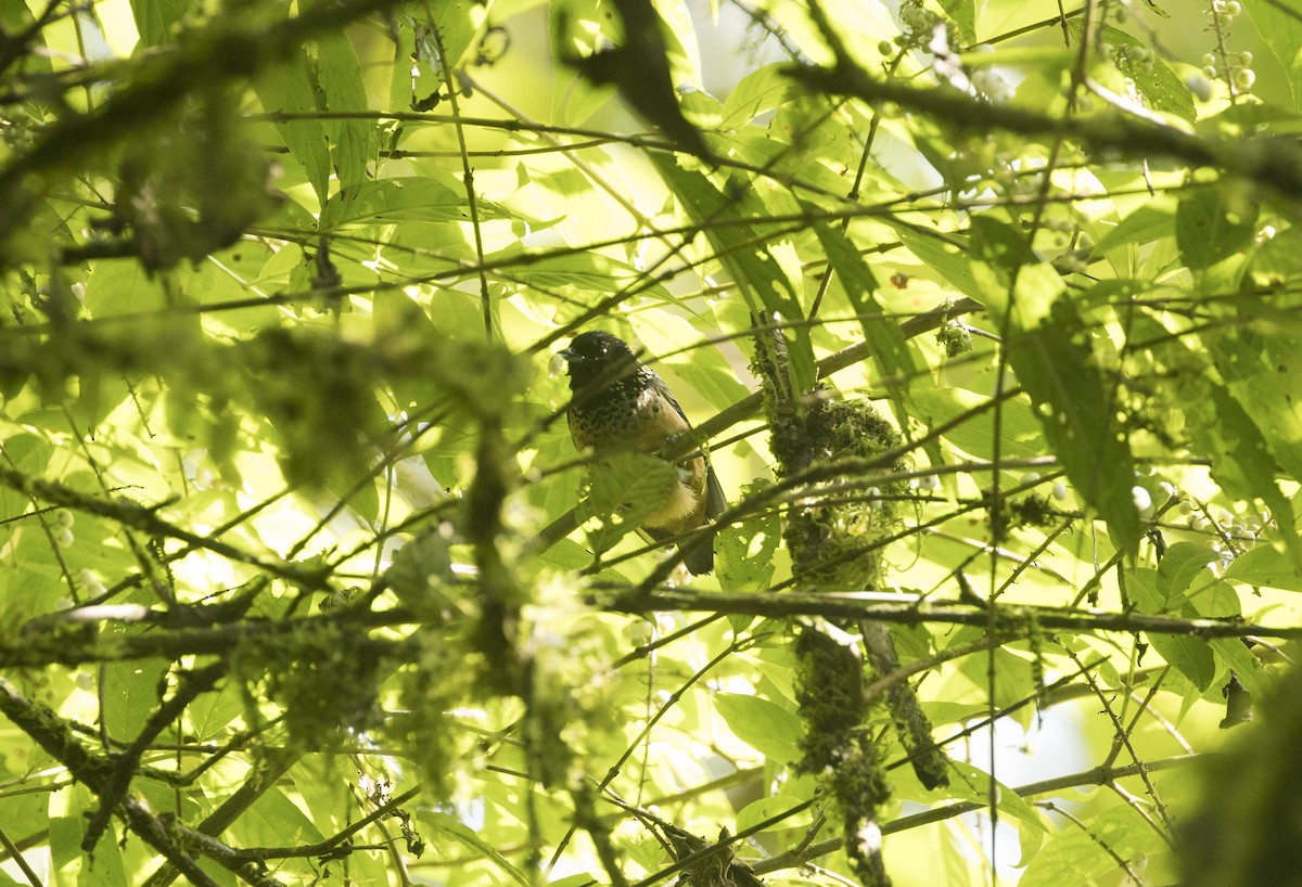 Spangle-cheeked Tanager - ML646984745
