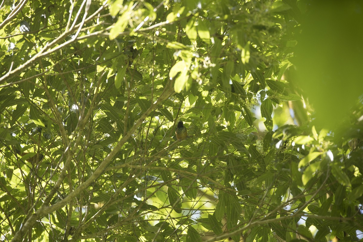 Spangle-cheeked Tanager - ML646984746