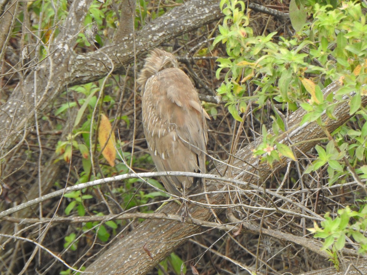 ゴイサギ - ML646984748