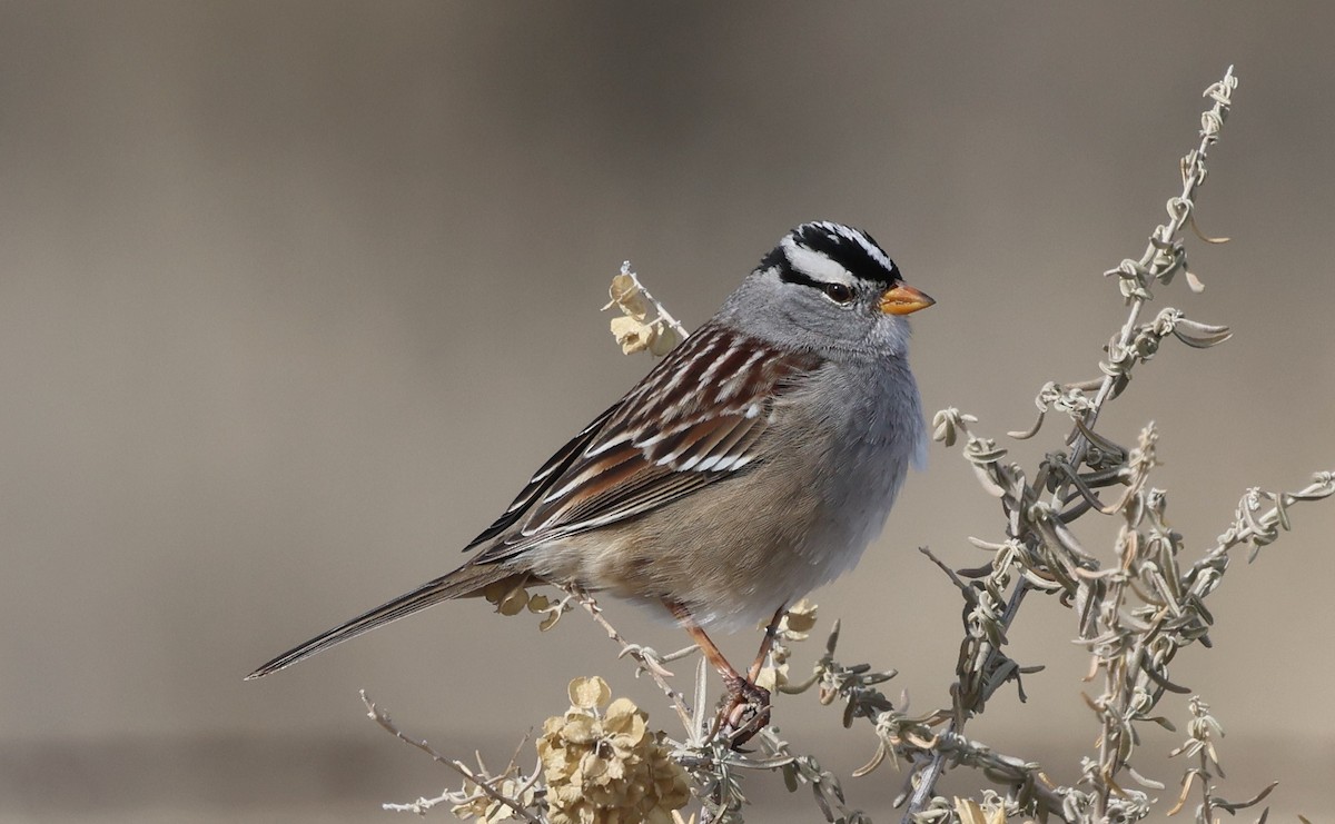 Chingolo Coroniblanco (gambelii) - ML646984757