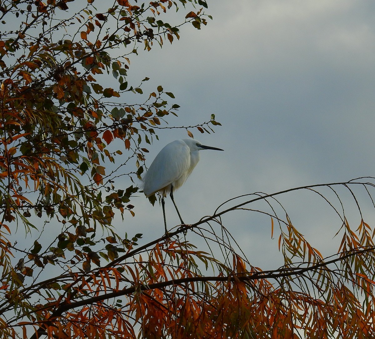 Little Egret - ML646984758