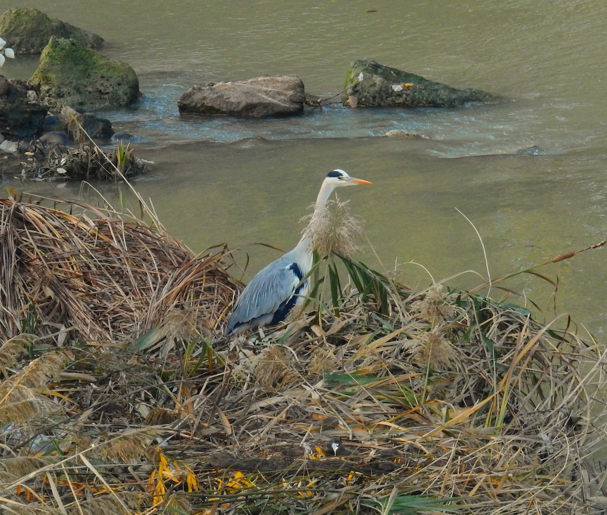 Gray Heron - ML646984759