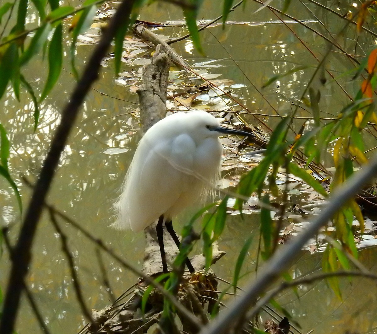 Little Egret - ML646984760