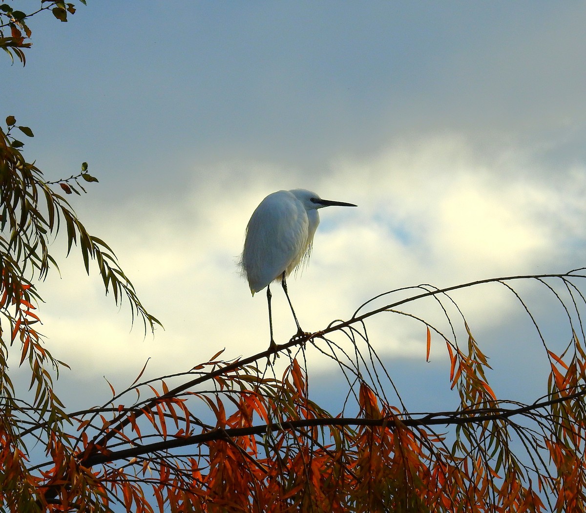 Little Egret - ML646984761