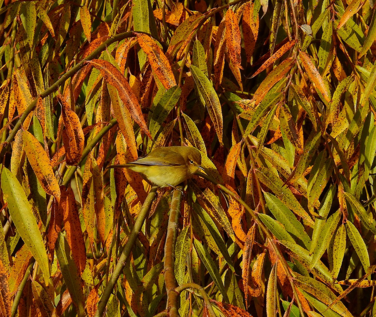 Common Chiffchaff - ML646984762