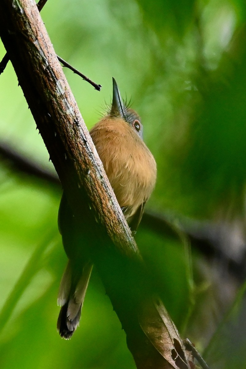 Лінивка-коротун сіродзьоба - ML646984767