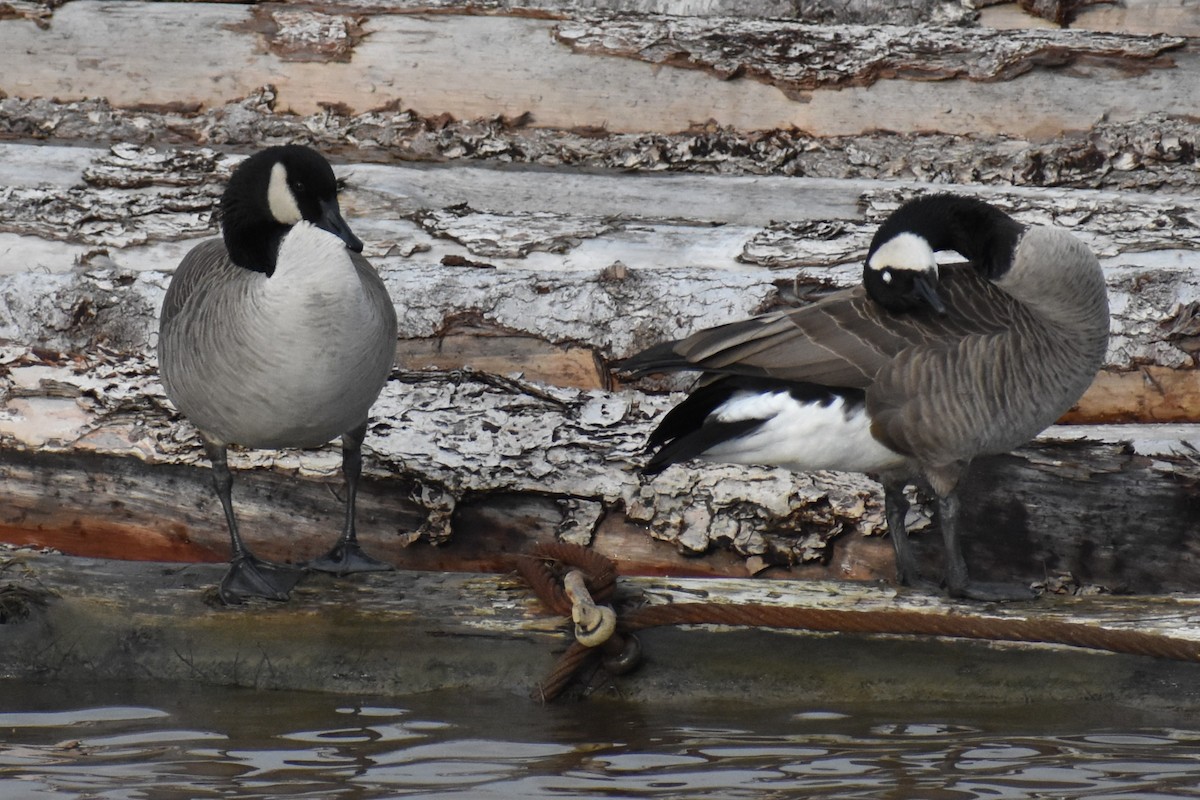 Barnacla Canadiense Grande - ML646984768