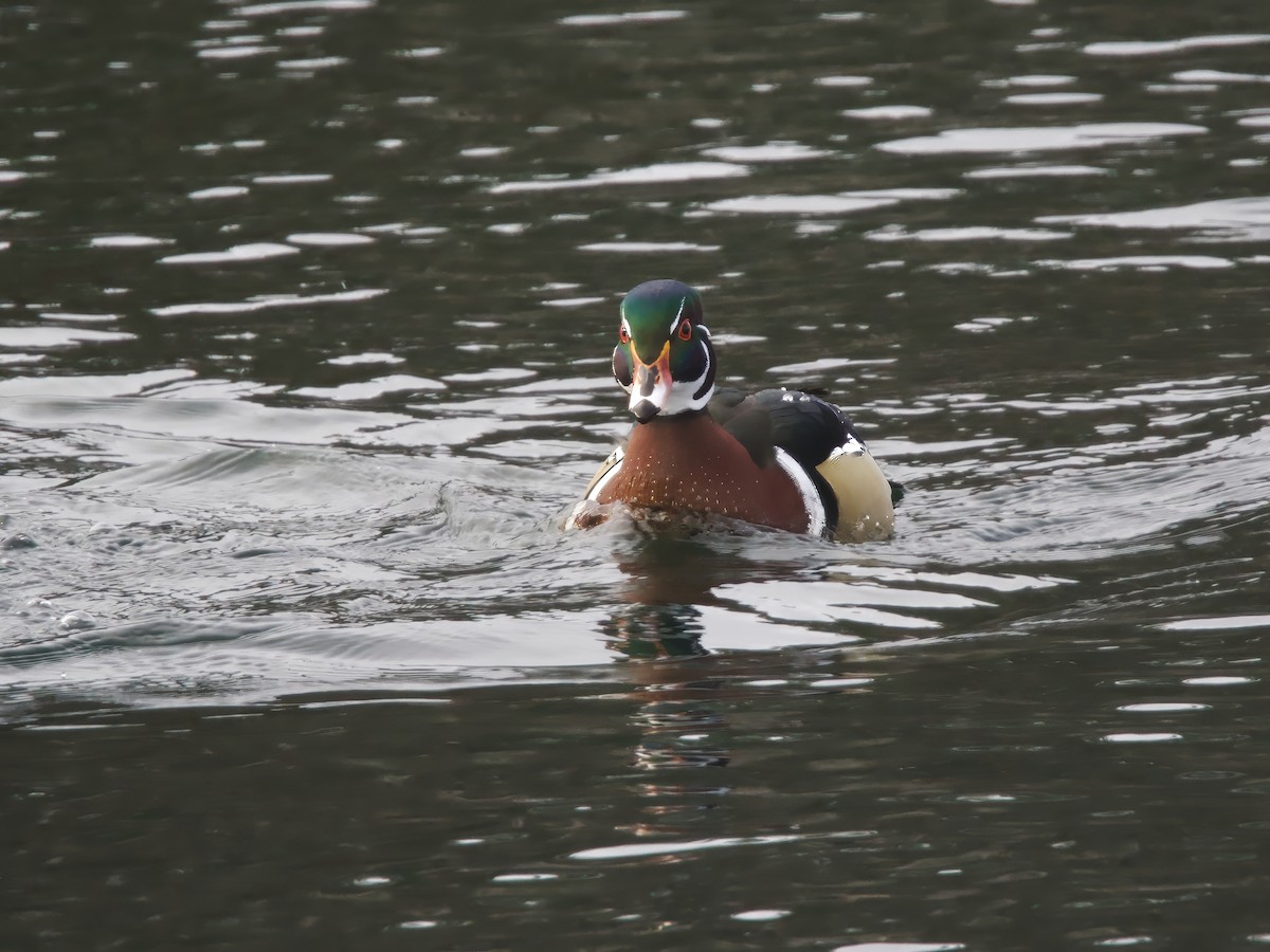 brudeand - ML646984769