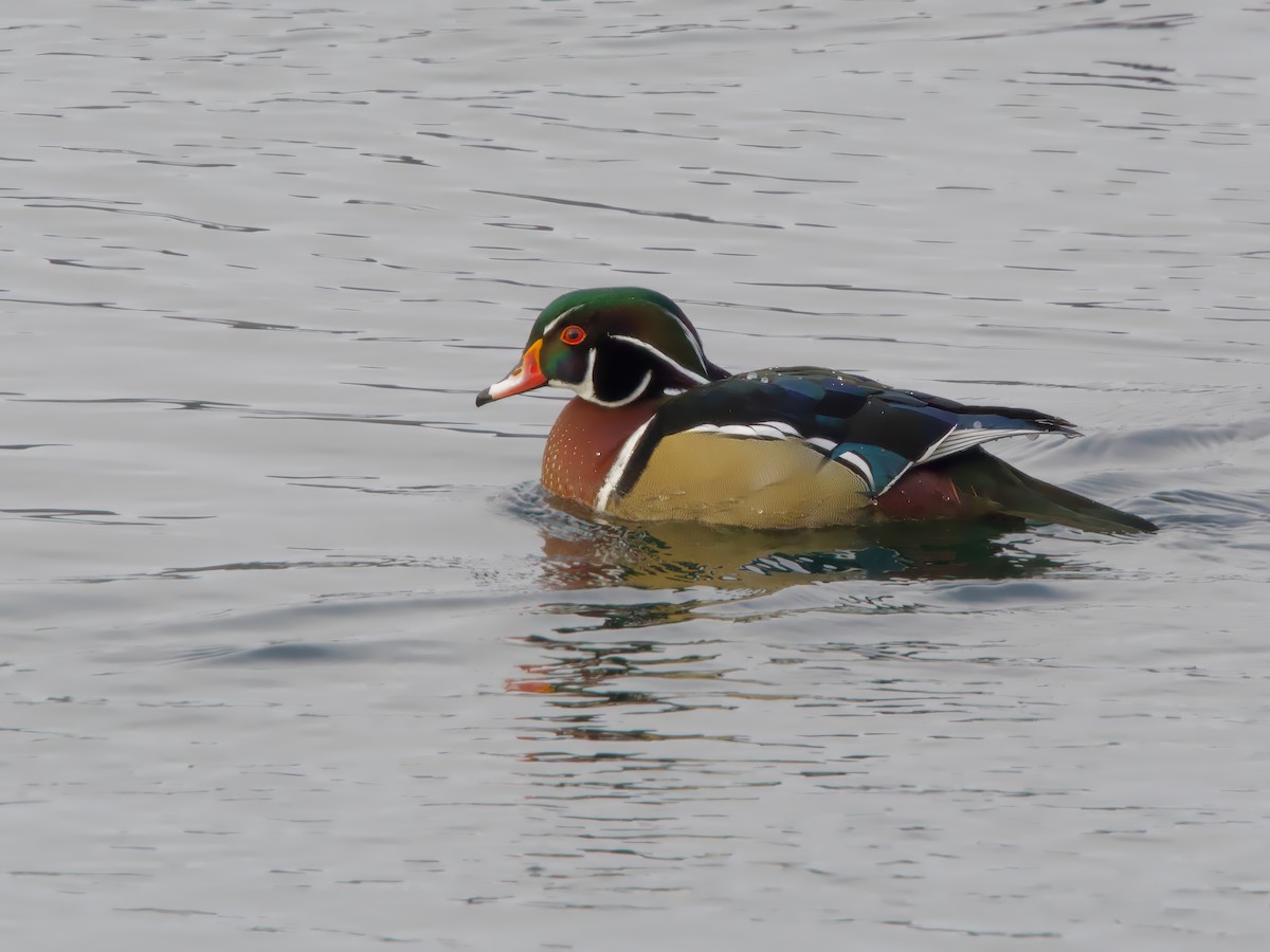 brudeand - ML646984770