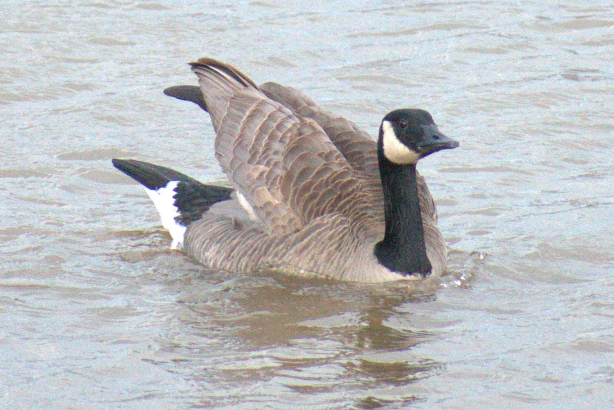 Barnacla Canadiense Grande - ML646984773