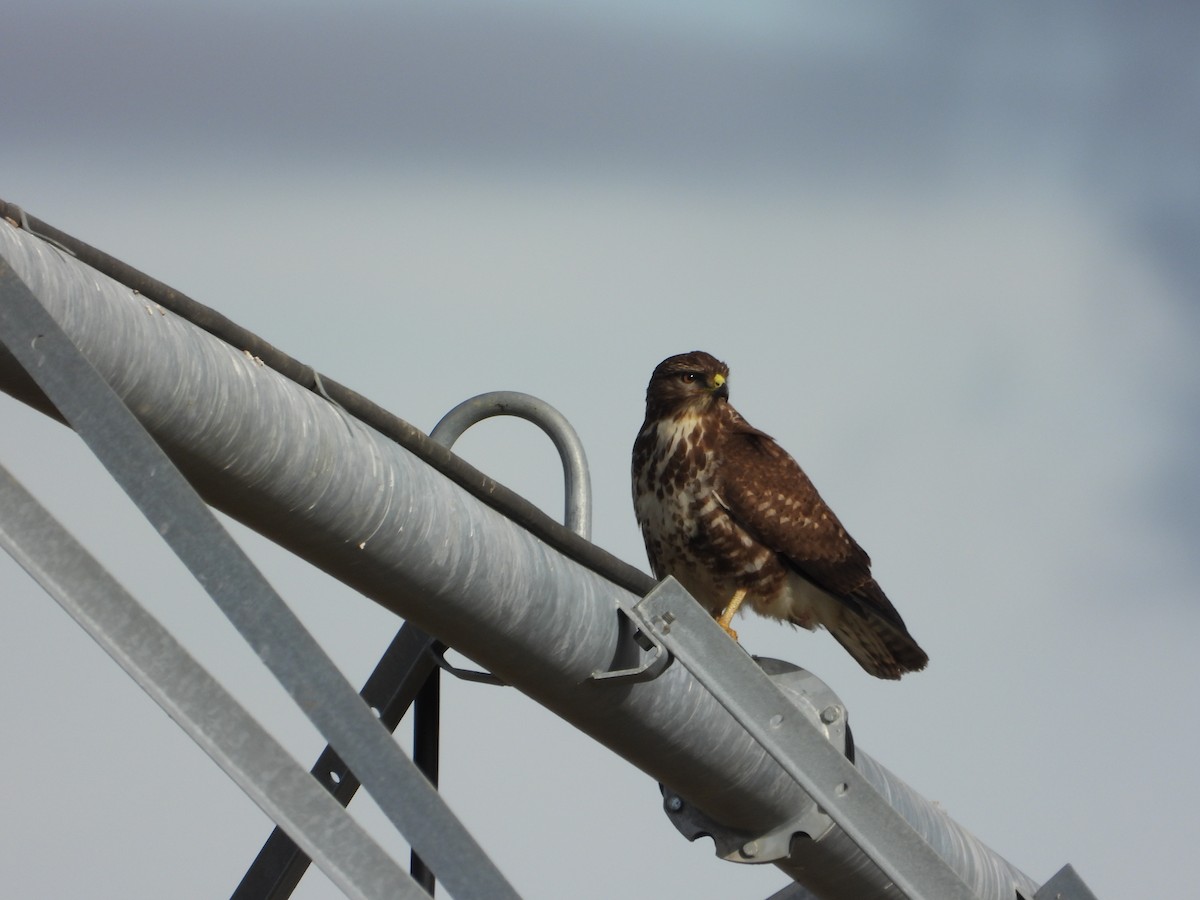 Mäusebussard - ML646984774