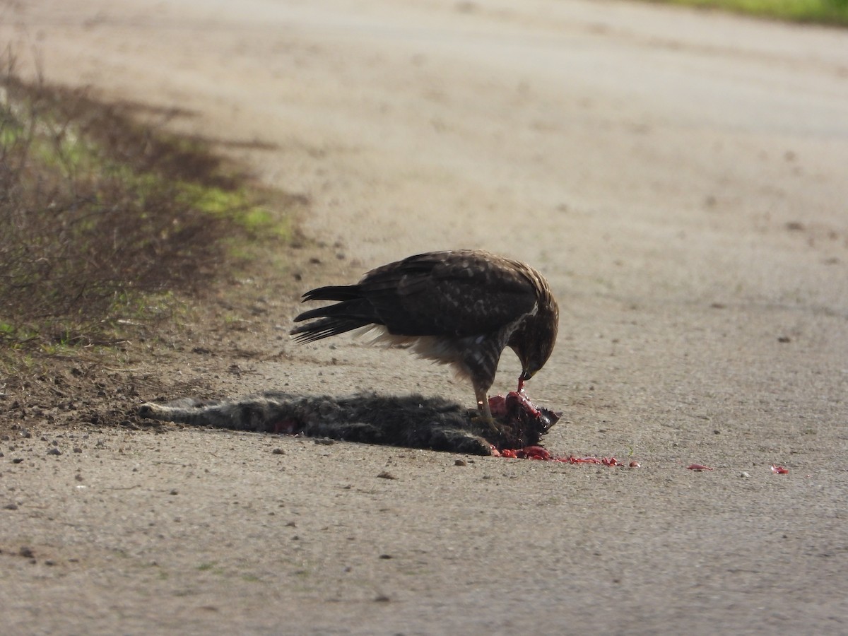 Mäusebussard - ML646984775