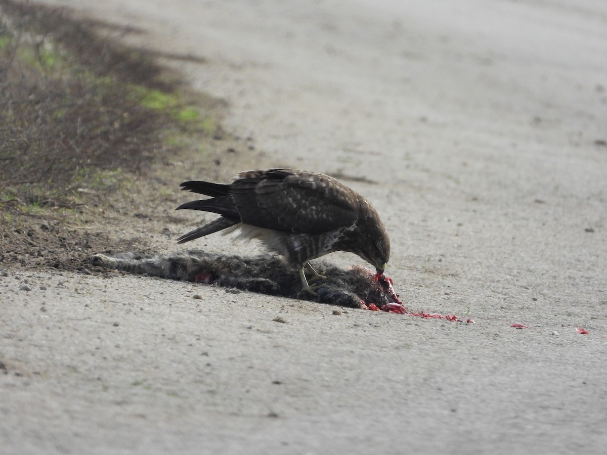 Mäusebussard - ML646984777