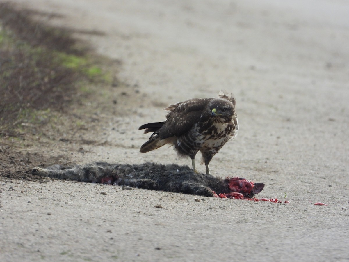 Mäusebussard - ML646984778