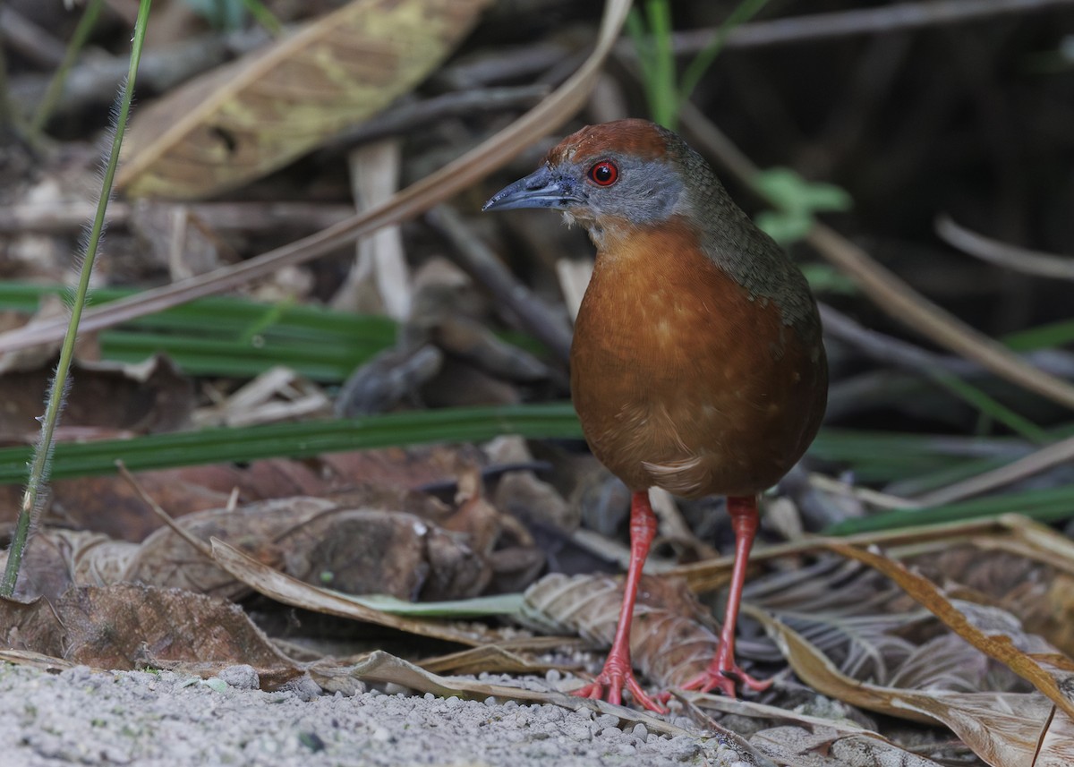 Russet-crowned Crake - ML646984779
