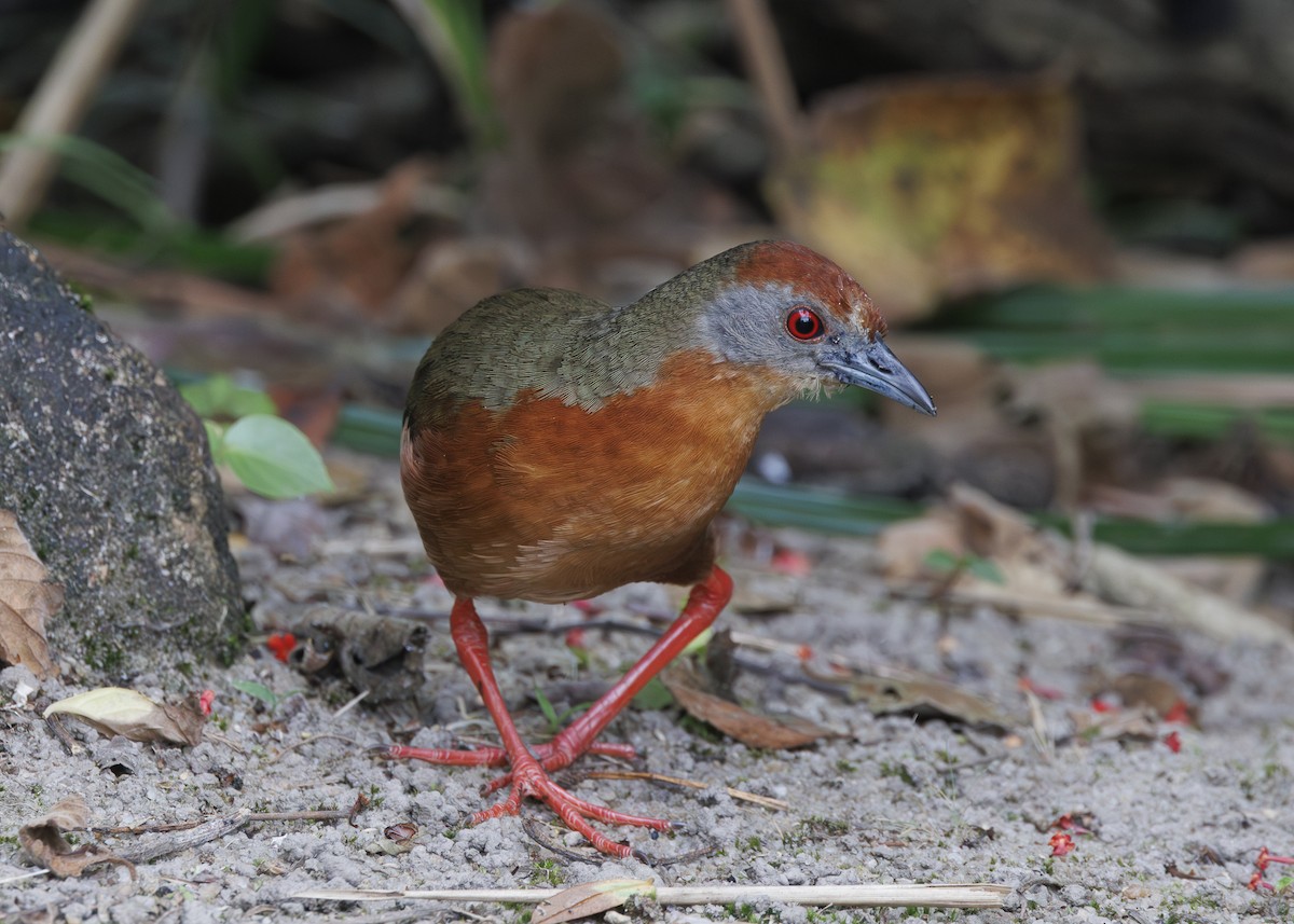 Russet-crowned Crake - ML646984780