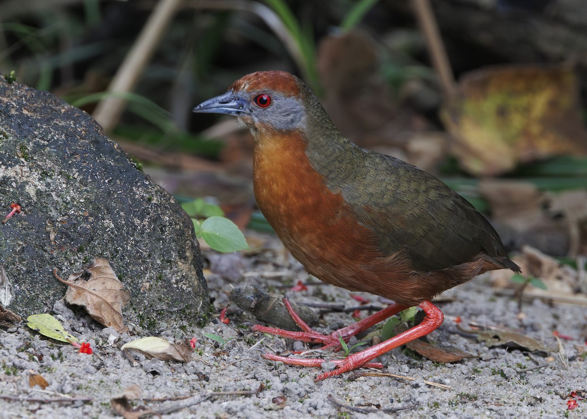 Russet-crowned Crake - ML646984781