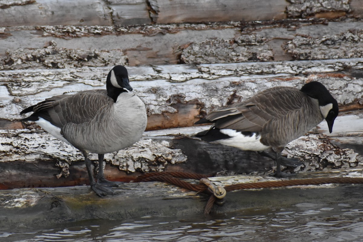 Barnacla Canadiense Grande - ML646984782