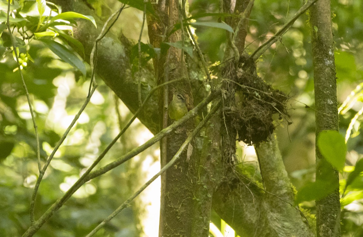 Costa Rican Warbler - ML646984784