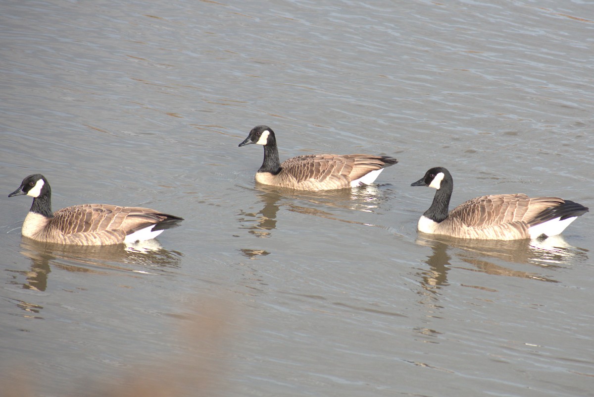 Barnacla Canadiense Grande - ML646984788