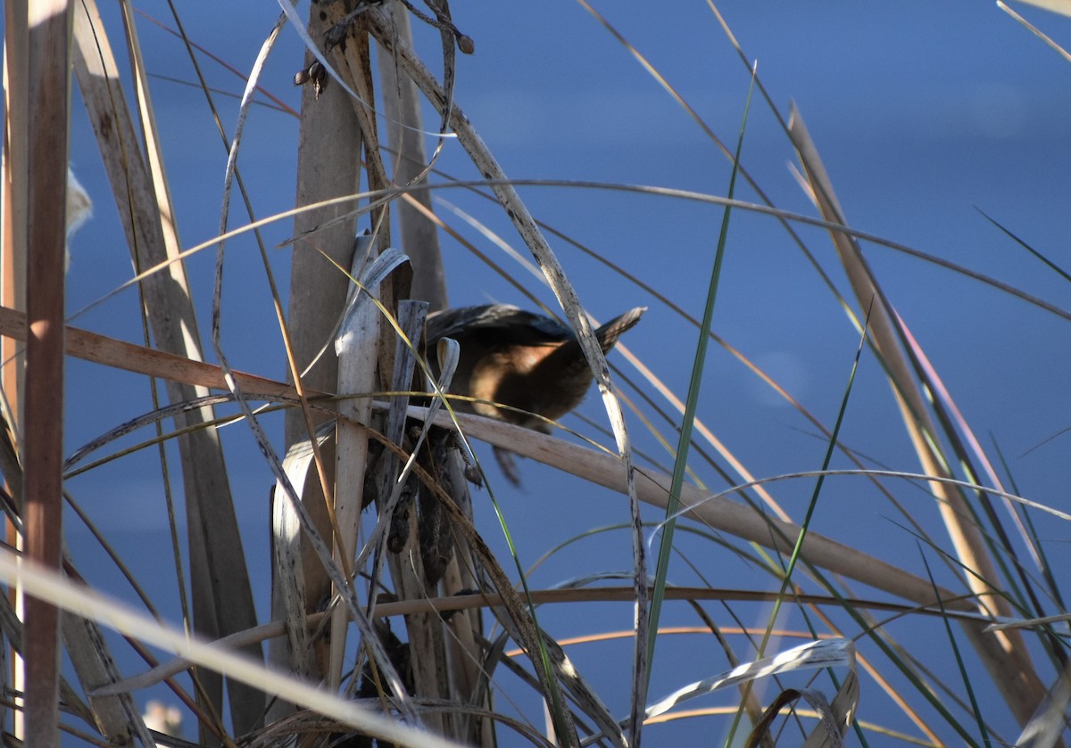 střízlík bažinný - ML646984789