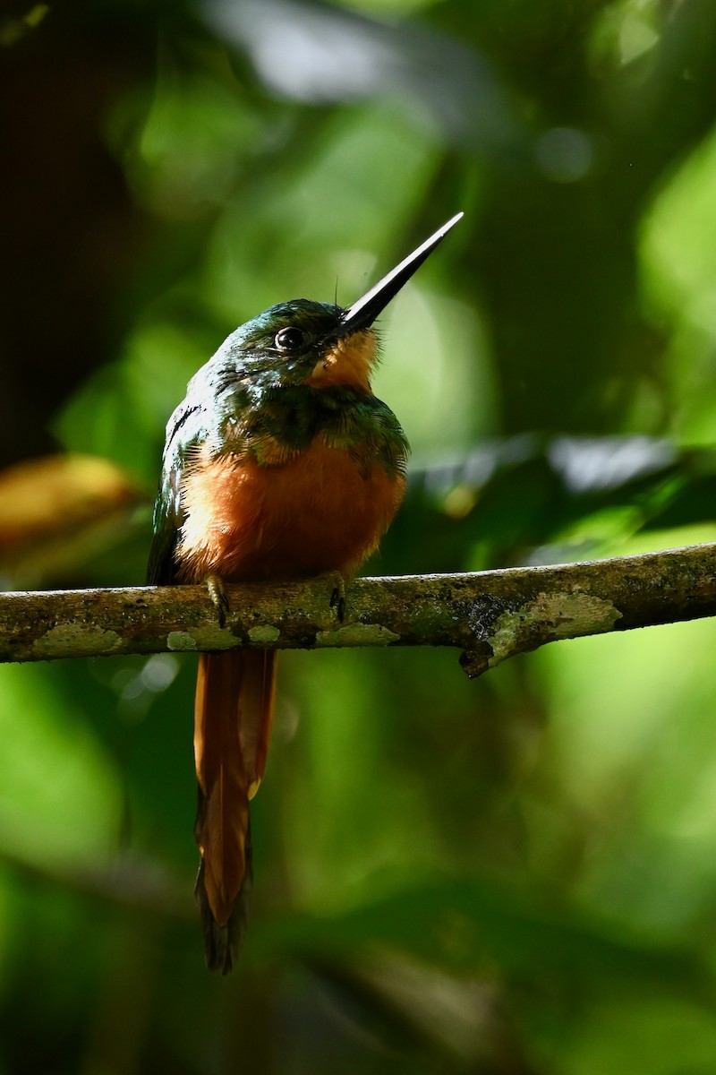 Якамара рудохвоста - ML646984791