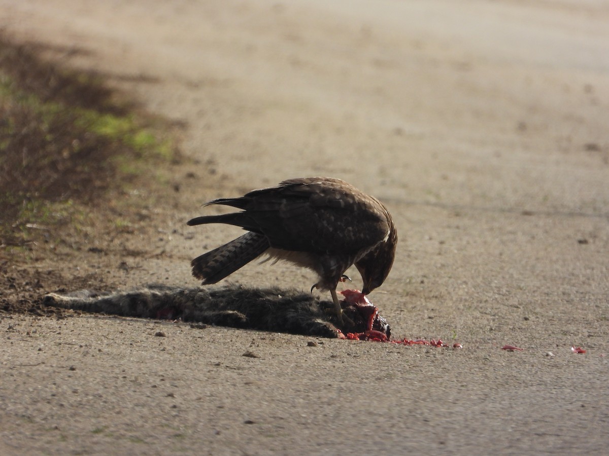 Mäusebussard - ML646984793