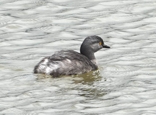 Least Grebe - ML646984797