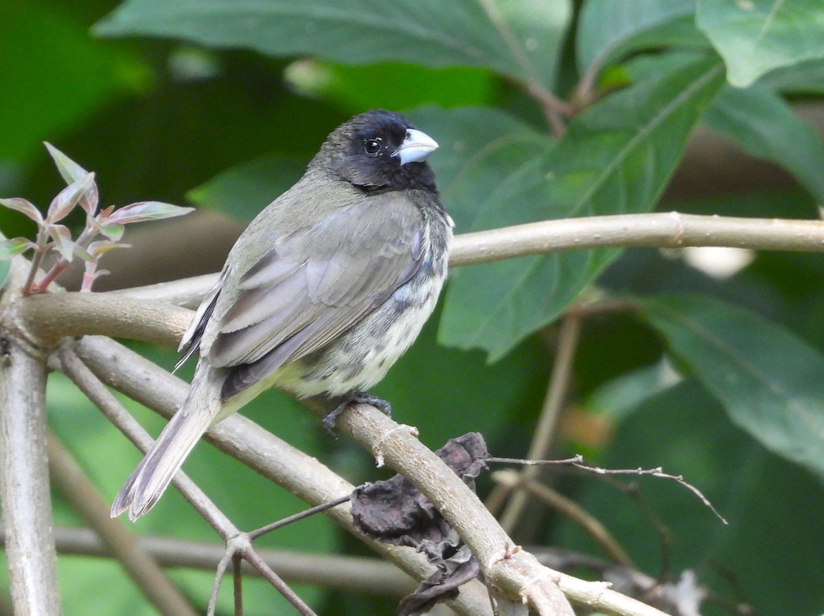 Yellow-bellied Seedeater - ML646984798
