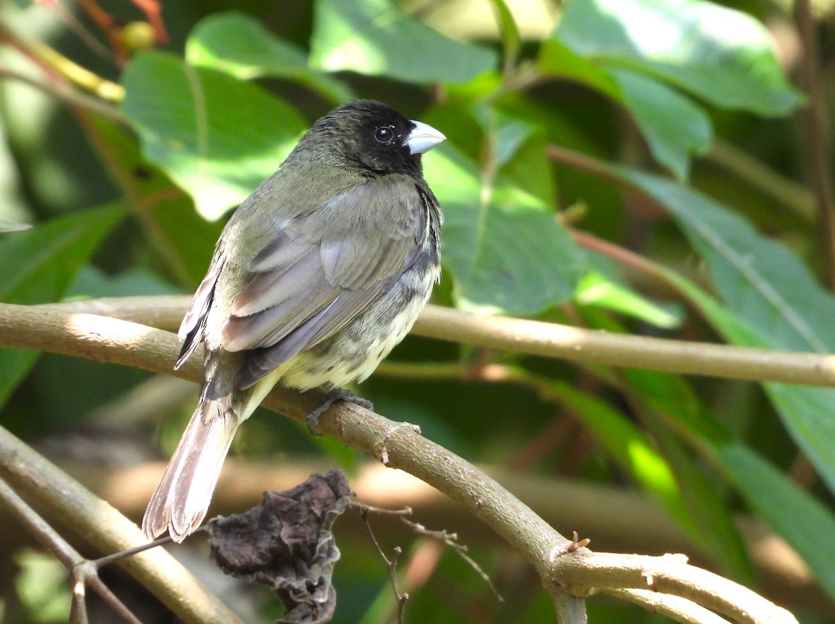 Yellow-bellied Seedeater - ML646984799