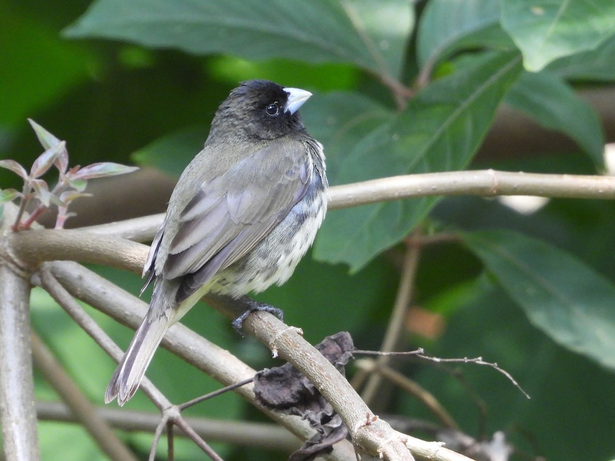 Yellow-bellied Seedeater - ML646984800
