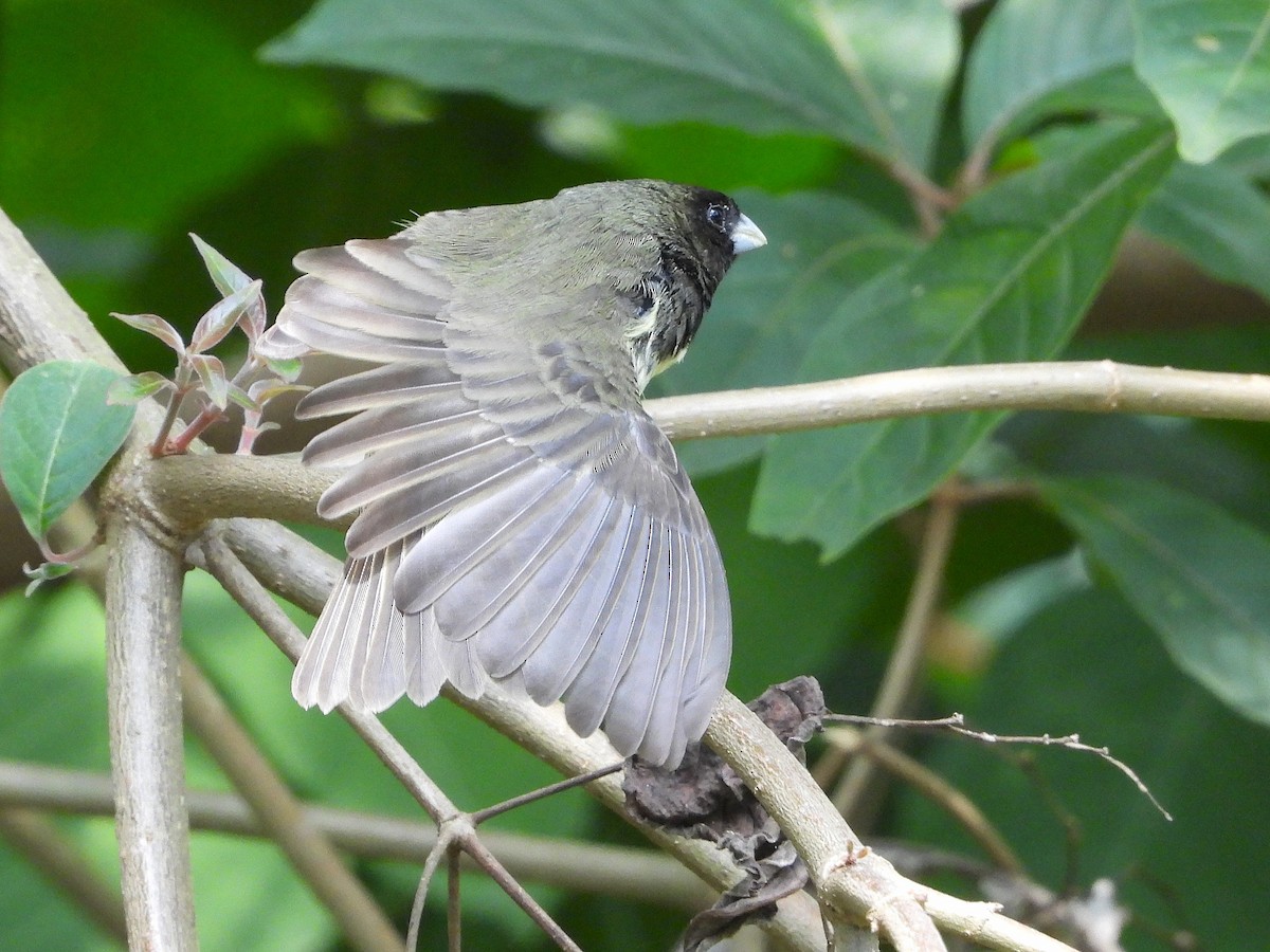 Yellow-bellied Seedeater - ML646984801