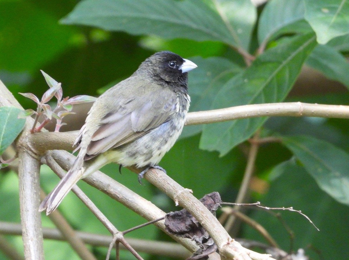 Yellow-bellied Seedeater - ML646984802