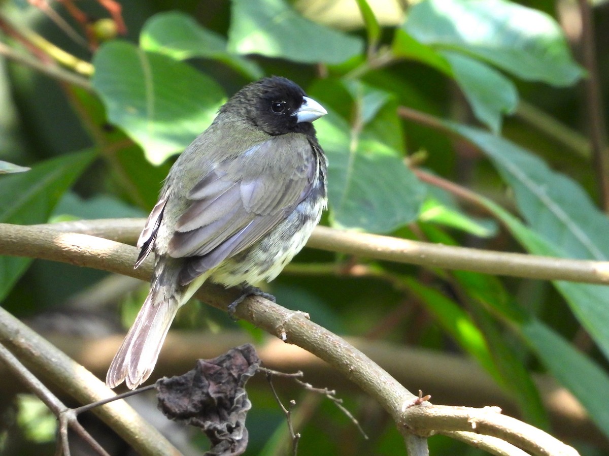 Yellow-bellied Seedeater - ML646984803
