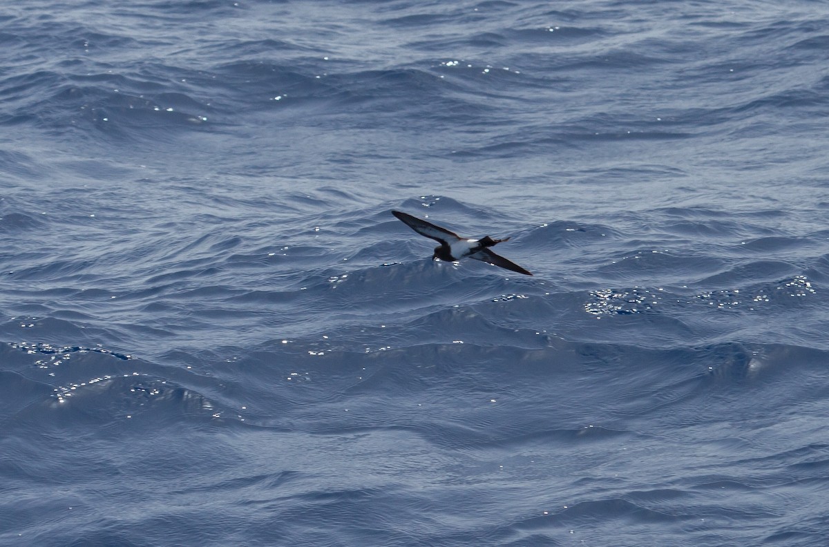 Black-bellied Storm-Petrel - ML646984805