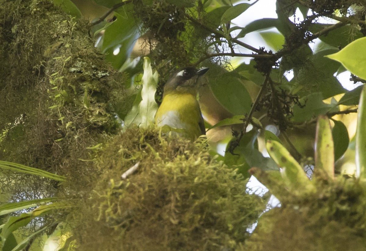 Common Chlorospingus - ML646984807