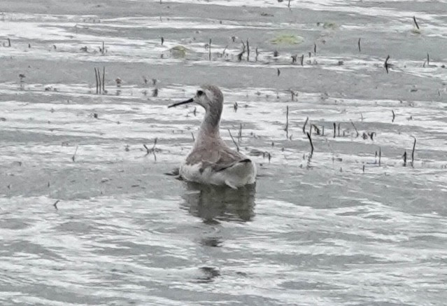 lyskonoh dlouhozobý - ML646984811